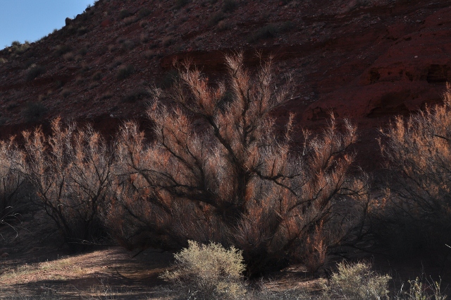 Paria Canyon Trail